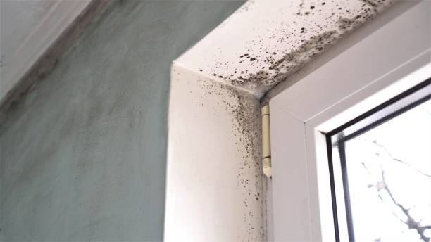 Best Mold Damage Restoration  in Crooked Lake Park, FL