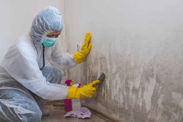 Best Basement Mold Removal  in Crooked Lake Park, FL