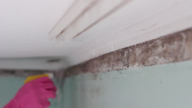 Crooked Lake Park, FL Mold Removal Company